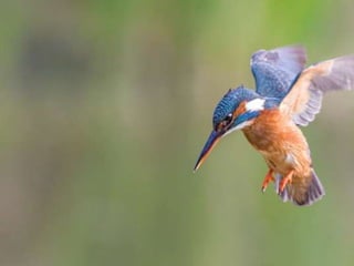 Kingfisher (v.m.)