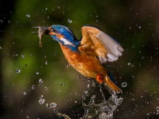 Kingfisher (v.m.)