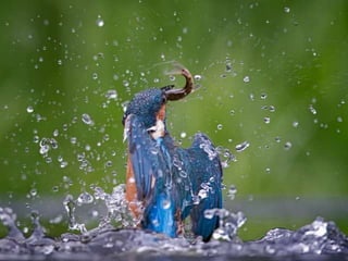 Kingfisher (v.m.)