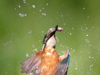Kingfisher (v.m.)