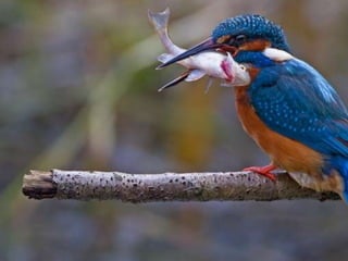Kingfisher (v.m.)