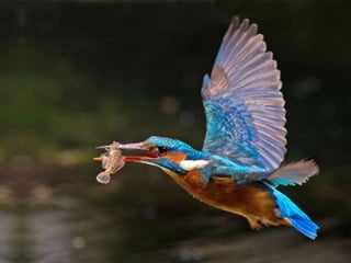 Kingfisher (v.m.)