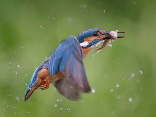 Kingfisher (v.m.)