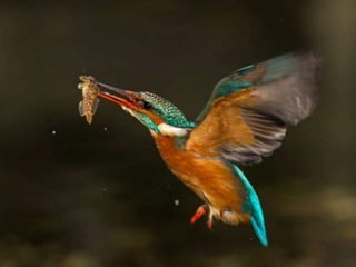 Kingfisher (v.m.)
