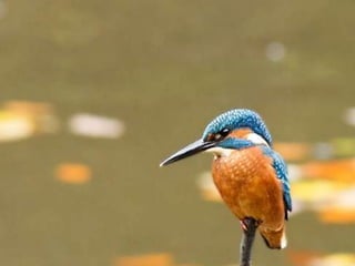 Kingfisher (v.m.)