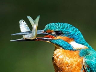 Kingfisher (v.m.)