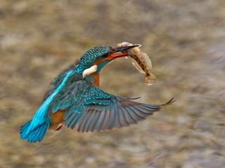 Kingfisher (v.m.)
