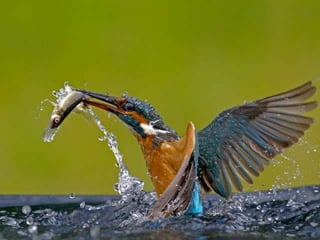 Kingfisher (v.m.)