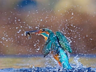 Kingfisher (v.m.)