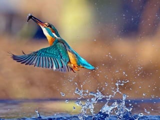 Kingfisher (v.m.)
