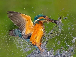 Kingfisher (v.m.)
