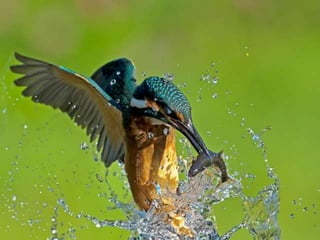 Kingfisher (v.m.)