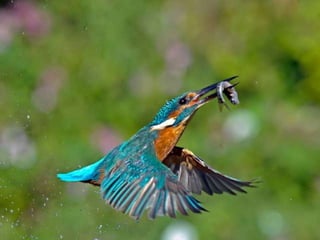 Kingfisher (v.m.)