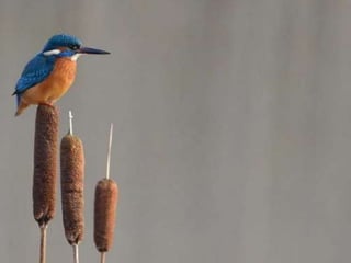 Kingfisher (v.m.)