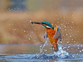 Kingfisher (v.m.)