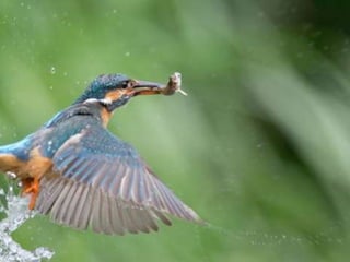 Kingfisher (v.m.)