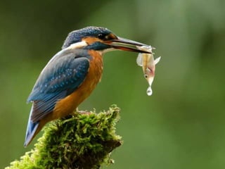Kingfisher (v.m.)