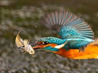 Kingfisher (v.m.)
