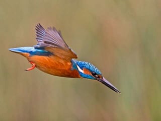 Kingfisher (v.m.)