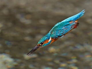 Kingfisher (v.m.)