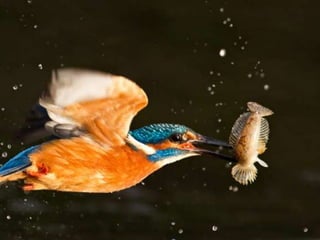 Kingfisher (v.m.)