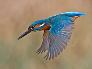Kingfisher (v.m.)