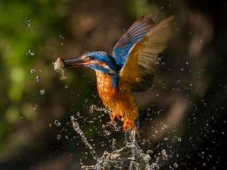 Kingfisher (v.m.)