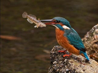 Kingfisher (v.m.)