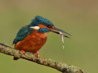 Kingfisher (v.m.)