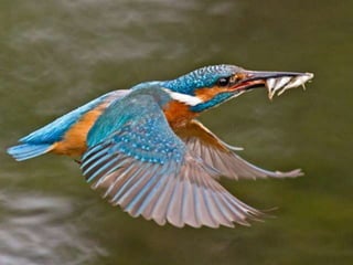 Kingfisher (v.m.)