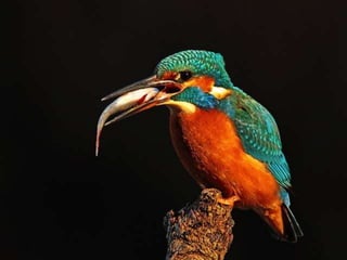 Kingfisher (v.m.)