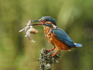 Kingfisher (v.m.)