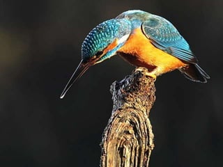 Kingfisher (v.m.)