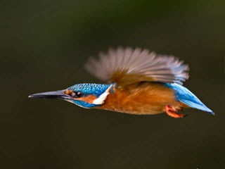 Kingfisher (v.m.)