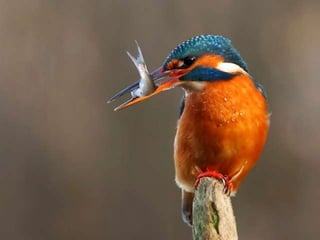 Kingfisher (v.m.)