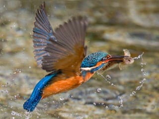 Kingfisher (v.m.)