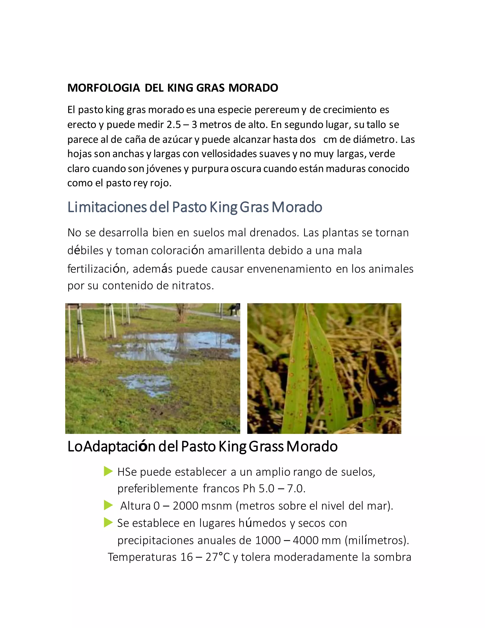 king gras mordo.docx