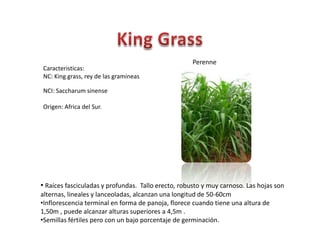 King Grass Perenne Caracteristicas: NC: King grass, rey de lasgramineas NCI: Saccharumsinense Origen: Africa del Sur.  ,[object Object]