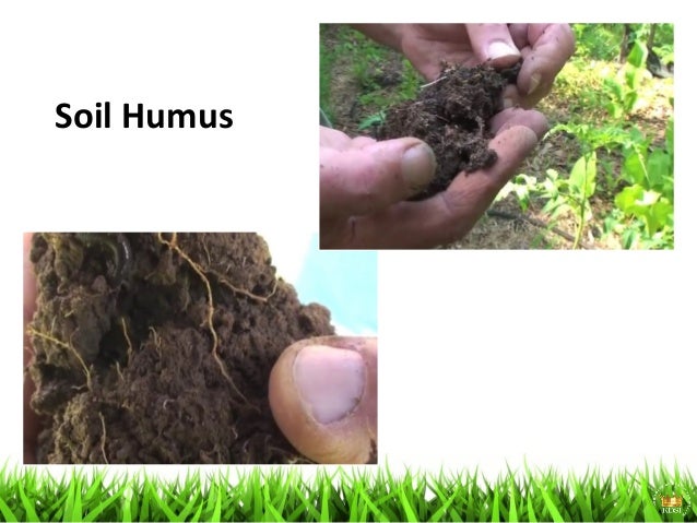 Sentence For Humus Humus Nutrient Supply – Humus – PNSWG