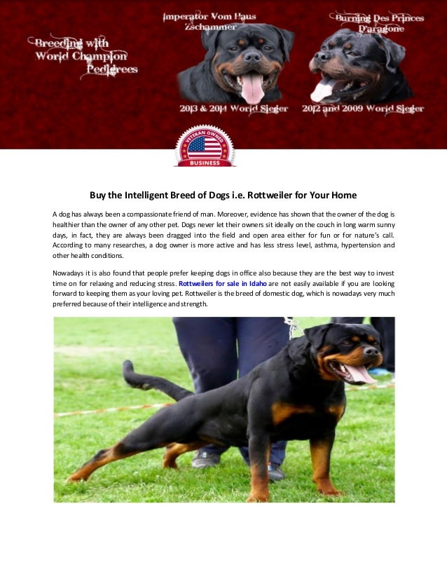 king rottweiler puppies for sale