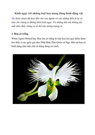 Kinh ngạc với những loài hoa mang dáng hình động vật
Mẹ thiên nhiên đã đem đến cho con người vô vàn những điều kì lạ và
làm cho chúng ta không khỏi kinh ngạc. Có những thứ nếu không tận
mắt nhìn thấy chúng ta sẽ thể nào tưởng tượng ra.
1. Hoa cò trắng
White Egret Orchid hay Hoa lan cò trắng là loài hoa lan quý hiếm được
tìm thấy ở các quốc gia như Nhật Bản, Hàn Quốc và Nga. Khi nở hoa có
hình dạng như một chú cò trắng đang sải cánh.
 