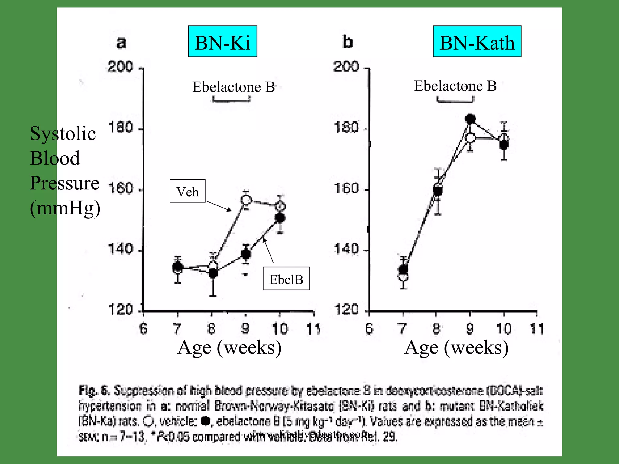 Ebelactone B Ebelactone B Systolic Blood  Pressure (mmHg) Age (weeks) Age (weeks) BN-Ki BN-Kath Veh EbelB www.freelivedoctor.com 