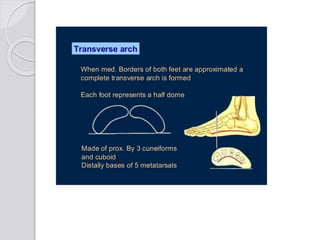Kinisiology arch of foot | PPTX