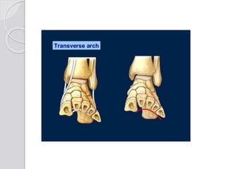 Kinisiology arch of foot | PPTX