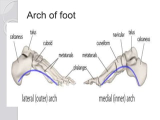 Kinisiology arch of foot | PPT