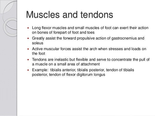 transverse arch pain in foot transverse arch pain in foot