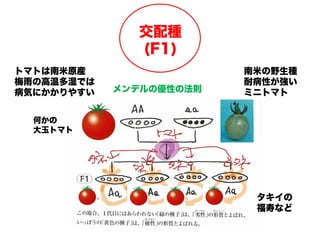 交配種
(F1)
何かの
大玉トマト
トマトは南米原産
梅雨の高温多湿では
病気にかかりやすい
南米の野生種
耐病性が強い
ミニトマトメンデルの優性の法則
タキイの
福寿など
 