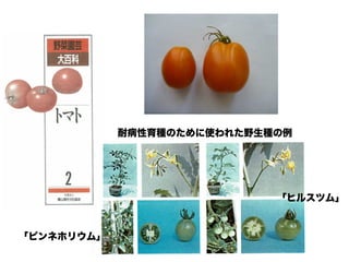 「ピンネホリウム」
「ヒルスツム」
耐病性育種のために使われた野生種の例
 