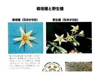 栽培種と野生種
野生種（花弁が5枚）栽培種（花弁が6枚）
 