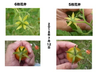 新 キンカントマト物語